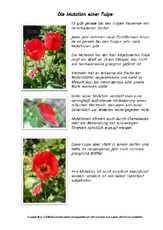 Mutation-einer-Tulpe.pdf